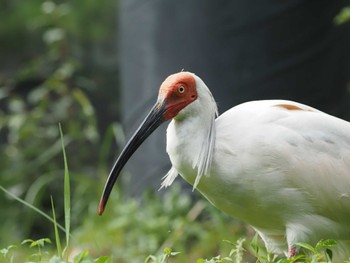 Crested Ibis 佐渡ヶ島 Sat, 9/16/2023