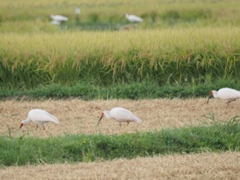 Crested Ibis 佐渡ヶ島 Sat, 9/16/2023