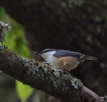 Eurasian Nuthatch 富士山山麓 Wed, 9/13/2023