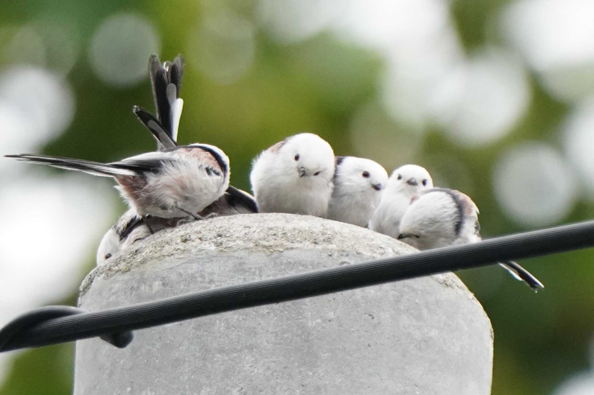 Photo of Long-tailed tit(japonicus) at  by ace