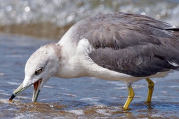 Black-tailed Gull 千里浜(石川県羽咋市) Sat, 9/16/2023