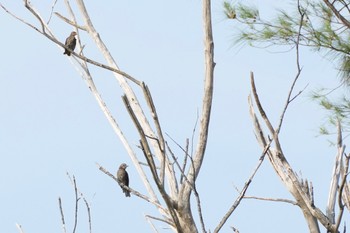 Brown-eared Bulbul(ogawae) 大瀬海岸(奄美大島) Mon, 9/18/2023