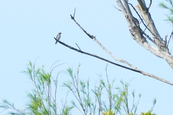 Grey-streaked Flycatcher 大瀬海岸(奄美大島) Mon, 9/18/2023