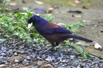 2023年9月19日(火) 奄美自然観察の森の野鳥観察記録