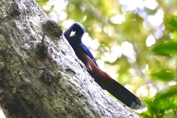 ルリカケス 奄美自然観察の森 2023年9月19日(火)