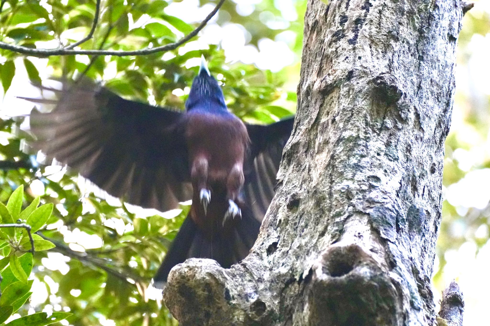 Photo of Lidth's Jay at Amami Nature Observation Forest by あらどん