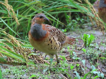 Chinese Bamboo Partridge 寺家ふるさと村 Sat, 9/23/2023