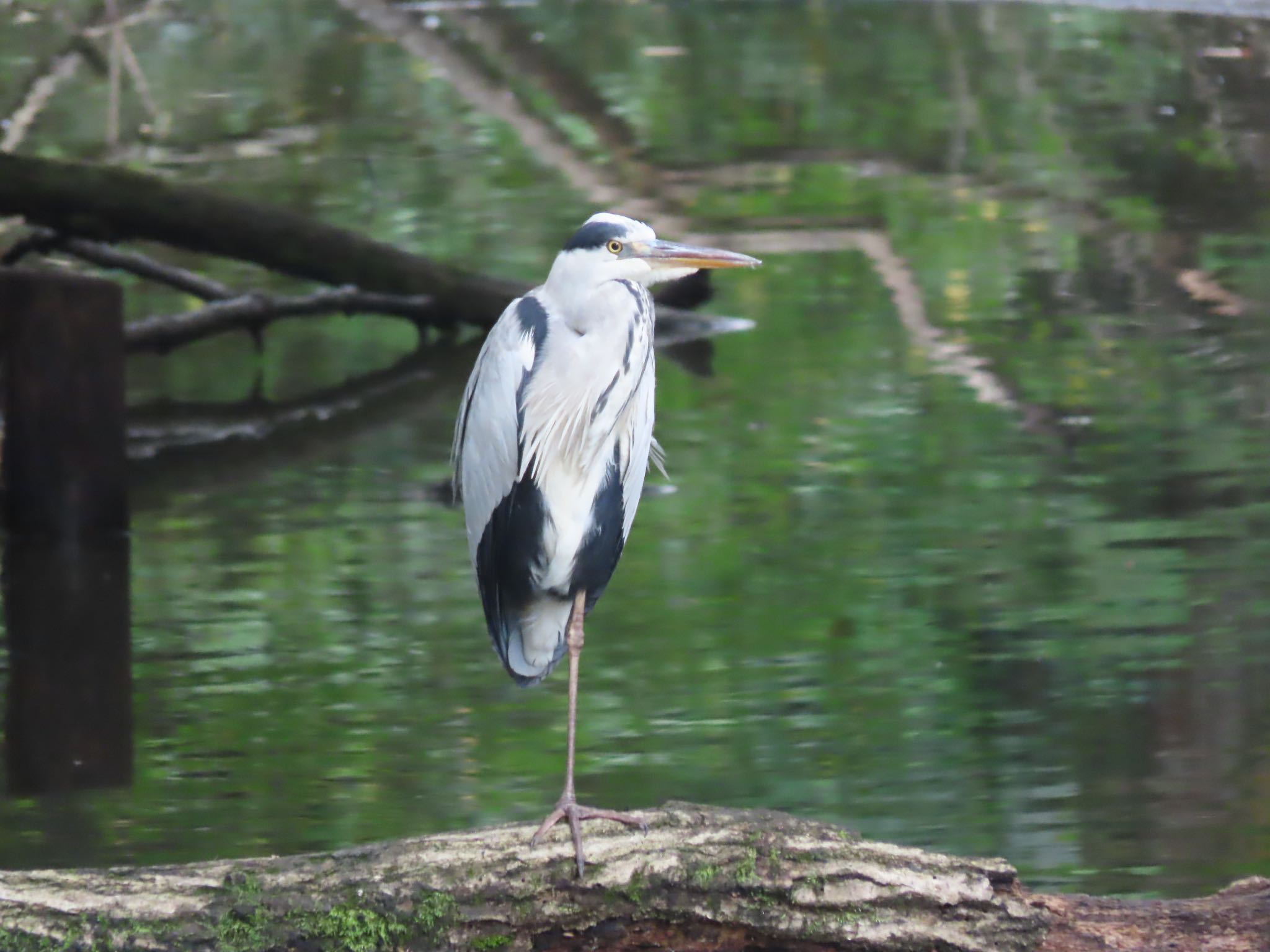 Photo of Grey Heron at 寺家ふるさと村 by Sammy Tan