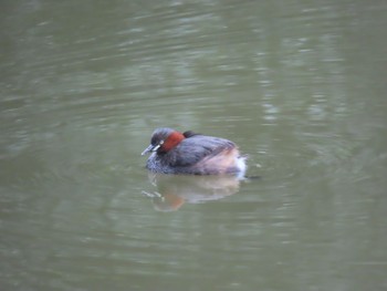 Little Grebe 寺家ふるさと村 Sat, 9/23/2023