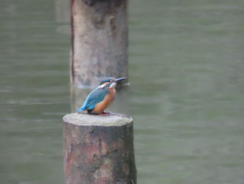 Sat, 9/23/2023 Birding report at 寺家ふるさと村