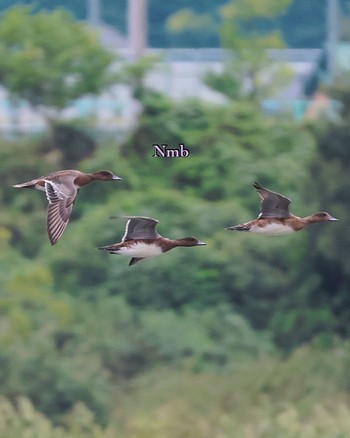 Gadwall Unknown Spots Unknown Date