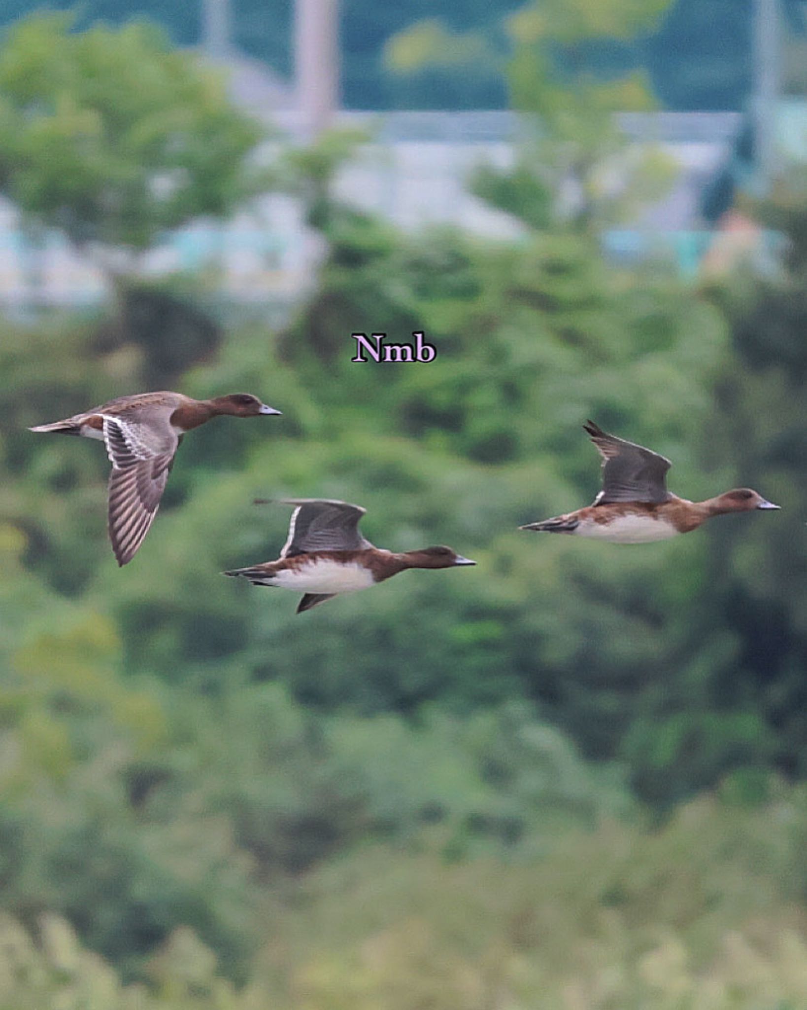 Photo of Gadwall at  by soul.number.358