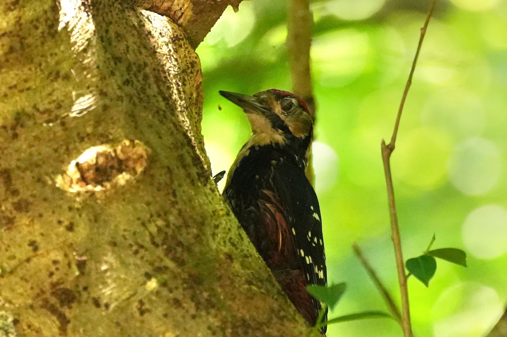 Photo of White-backed Woodpecker(owstoni) at Amami Nature Observation Forest by あらどん