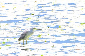 Striated Heron Suwako Lake Sat, 7/22/2023
