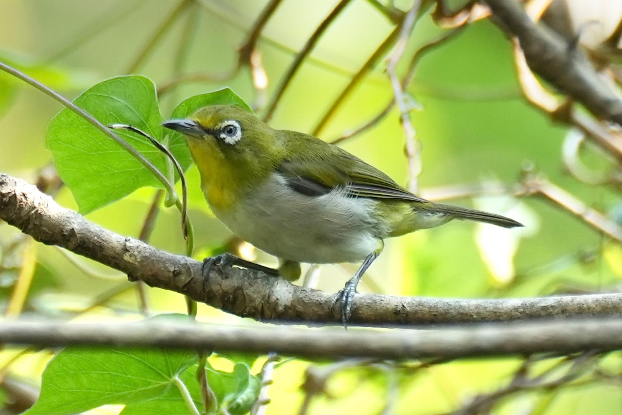 Photo of Japanese White-eye(loochooensis) at Amami Nature Observation Forest by あらどん