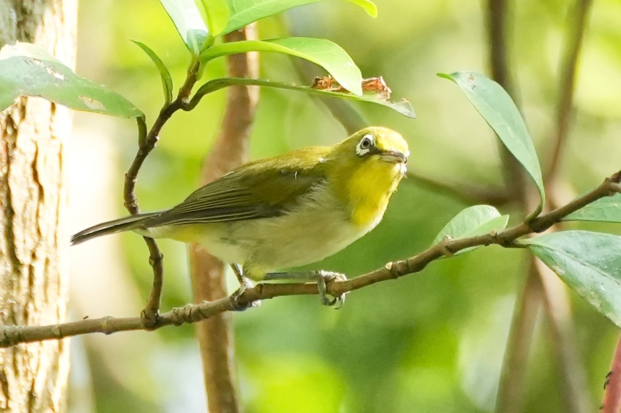Photo of Japanese White-eye(loochooensis) at Amami Nature Observation Forest by あらどん