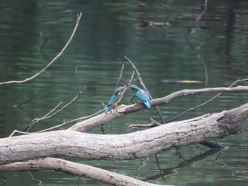 Common Kingfisher 横浜市 Fri, 9/22/2023