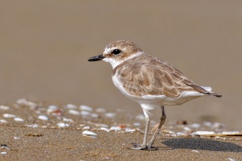 Kentish Plover 千里浜(石川県羽咋市) Sat, 9/16/2023