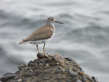 Common Sandpiper 習志野親水護岸 Wed, 9/20/2023