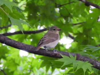 キビタキ 旭山記念公園 2023年9月23日(土)