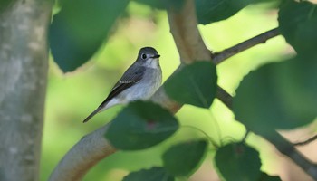 Asian Brown Flycatcher 北海道 函館市 東山 Sat, 9/23/2023