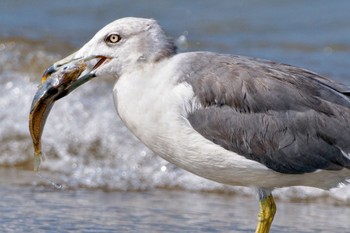 Black-tailed Gull 千里浜(石川県羽咋市) Sat, 9/16/2023