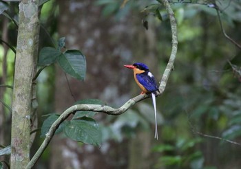 Buff-breasted Paradise Kingfisher