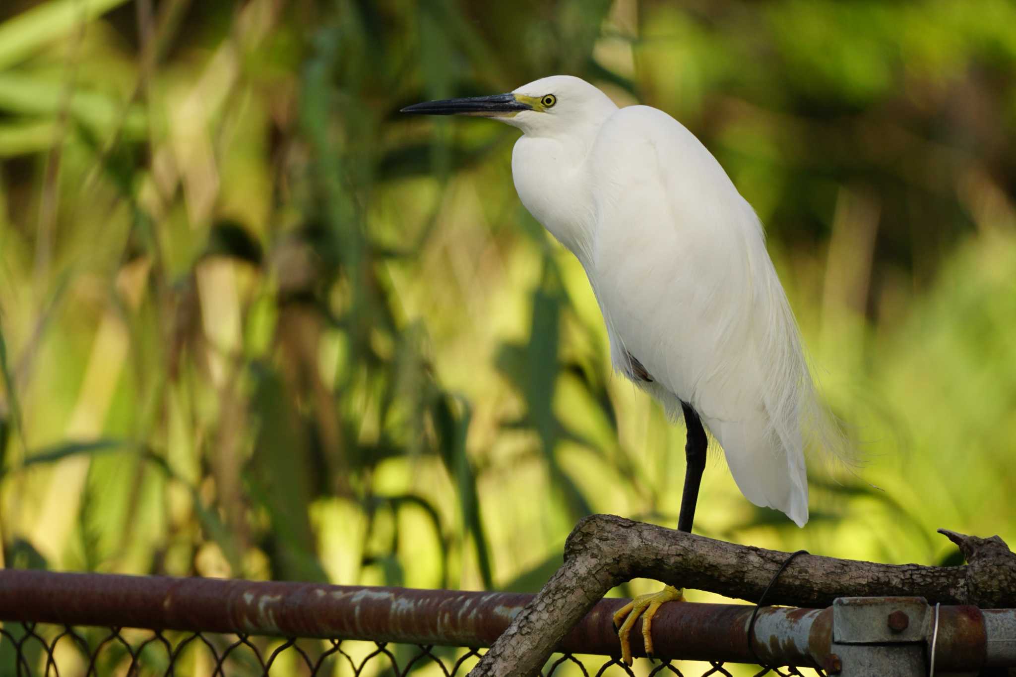 Little Egret