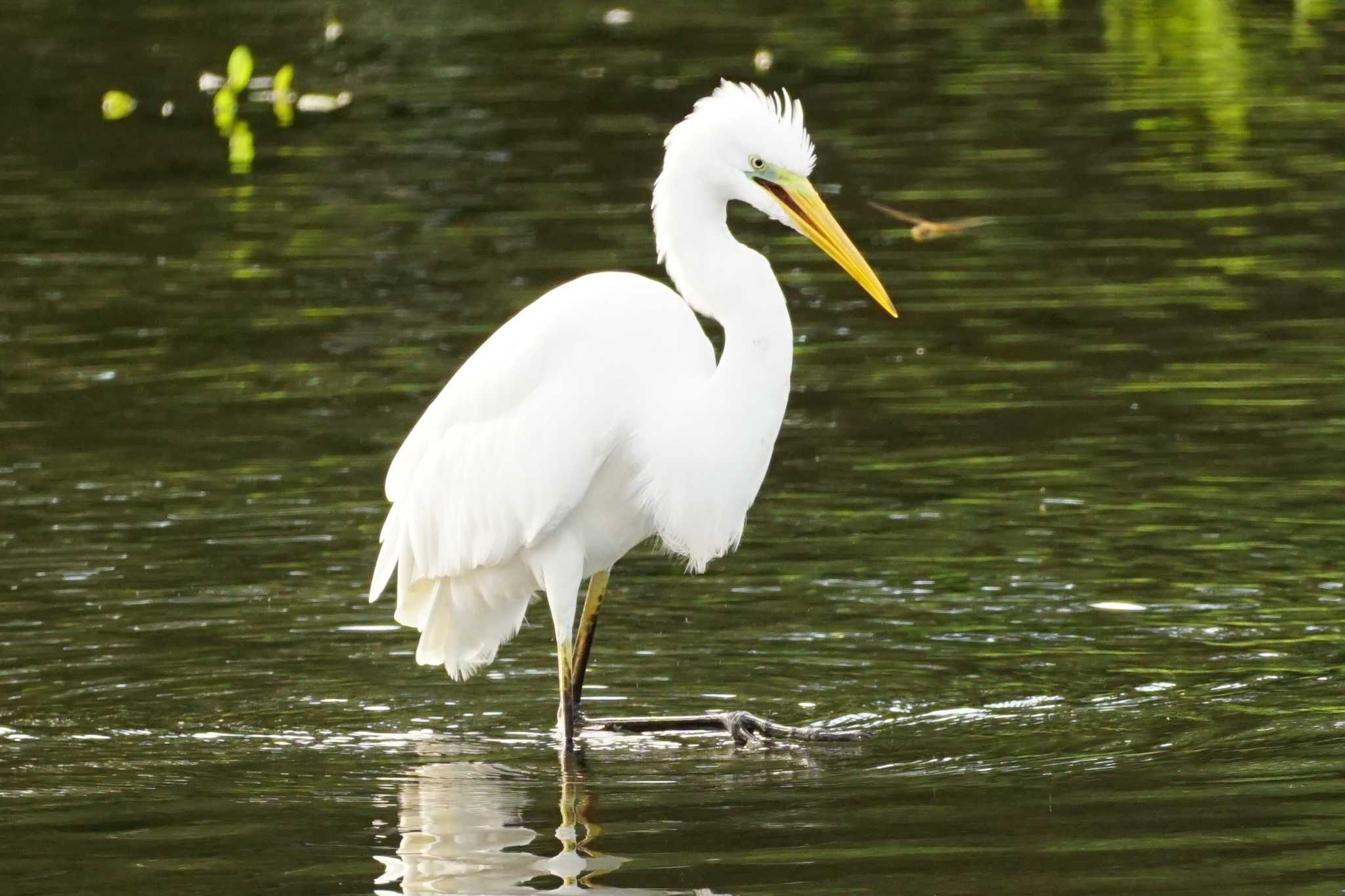 Great Egret