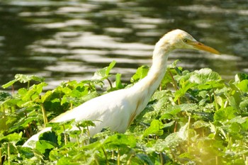 アマサギ 江津湖 2023年9月23日(土)