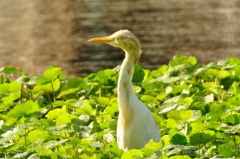 アマサギ 江津湖 2023年9月23日(土)