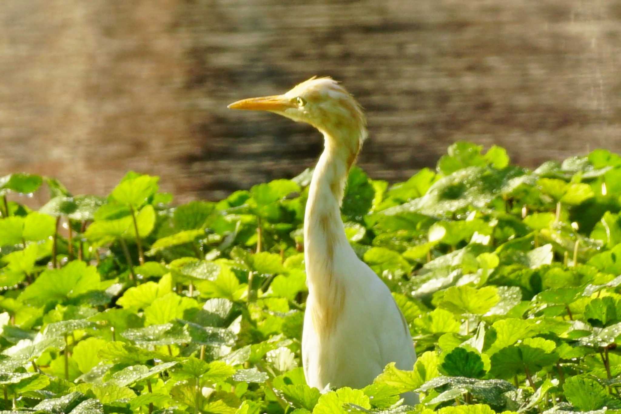 江津湖 アマサギの写真 by Joh