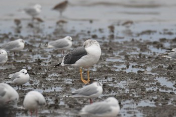 Lesser Black-backed Gull Daijugarami Higashiyoka Coast Sun, 1/22/2023