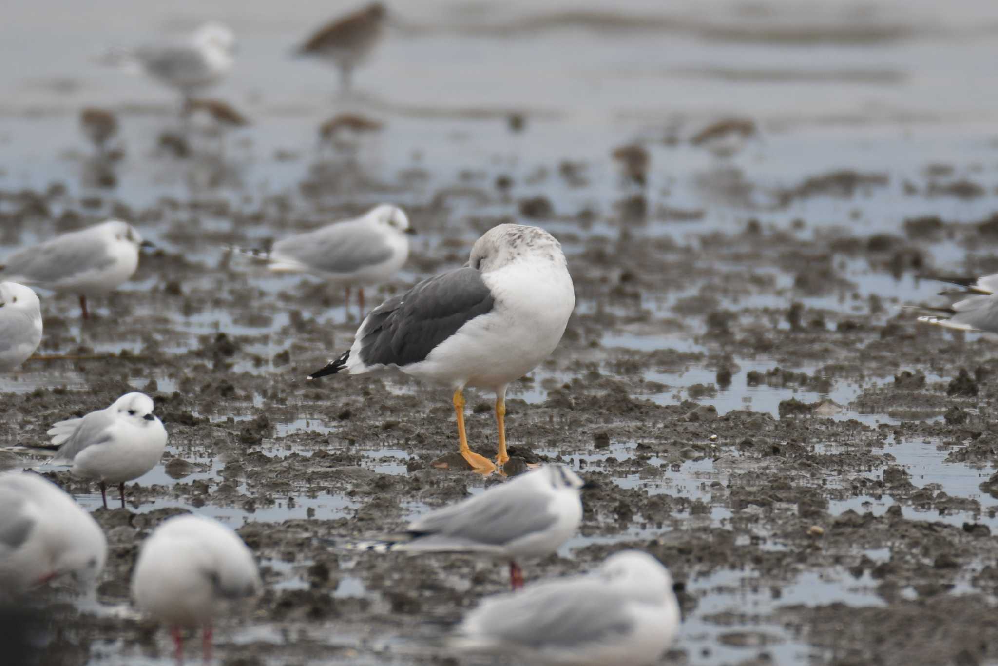 Lesser Black-backed Gull