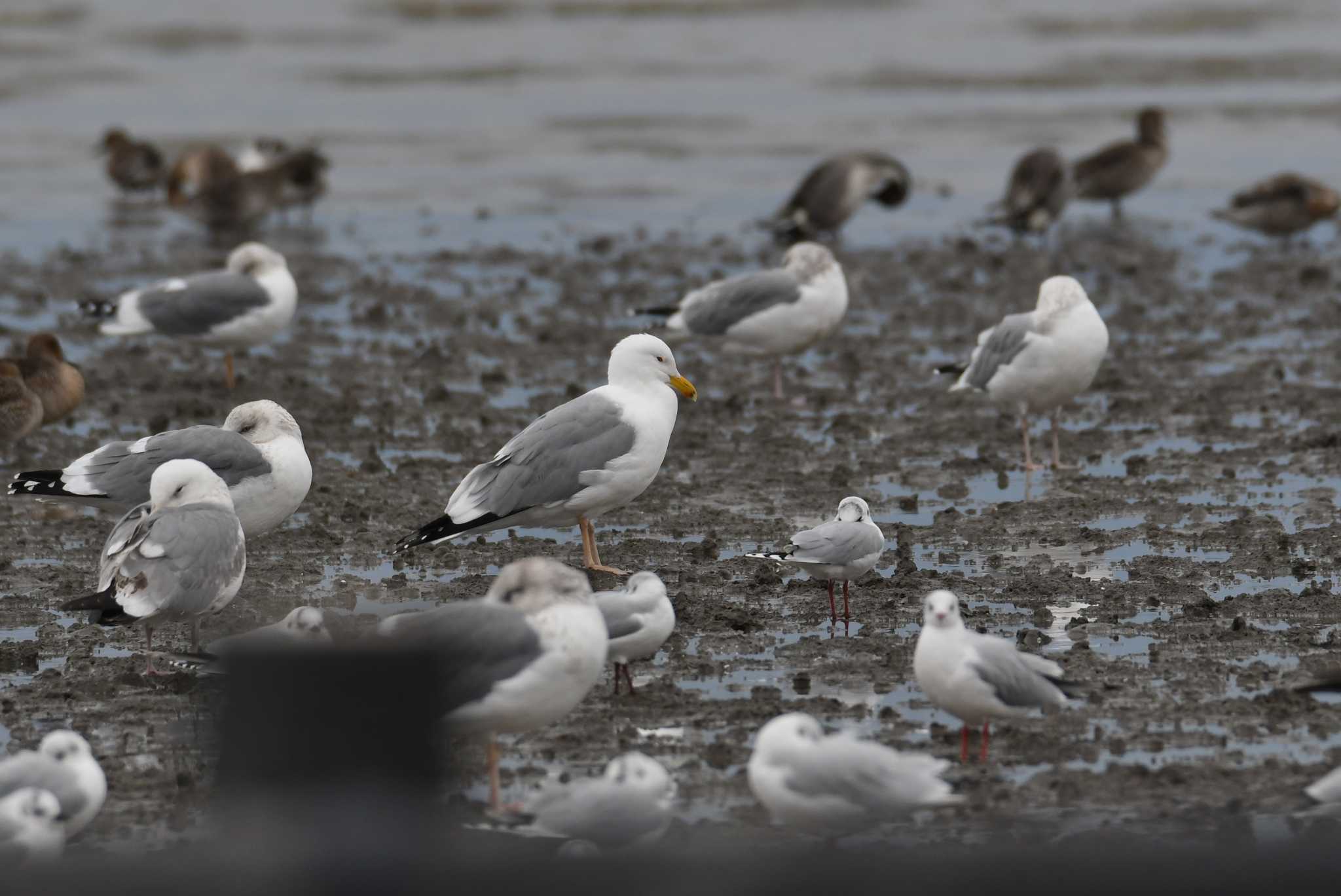 Vega Gull