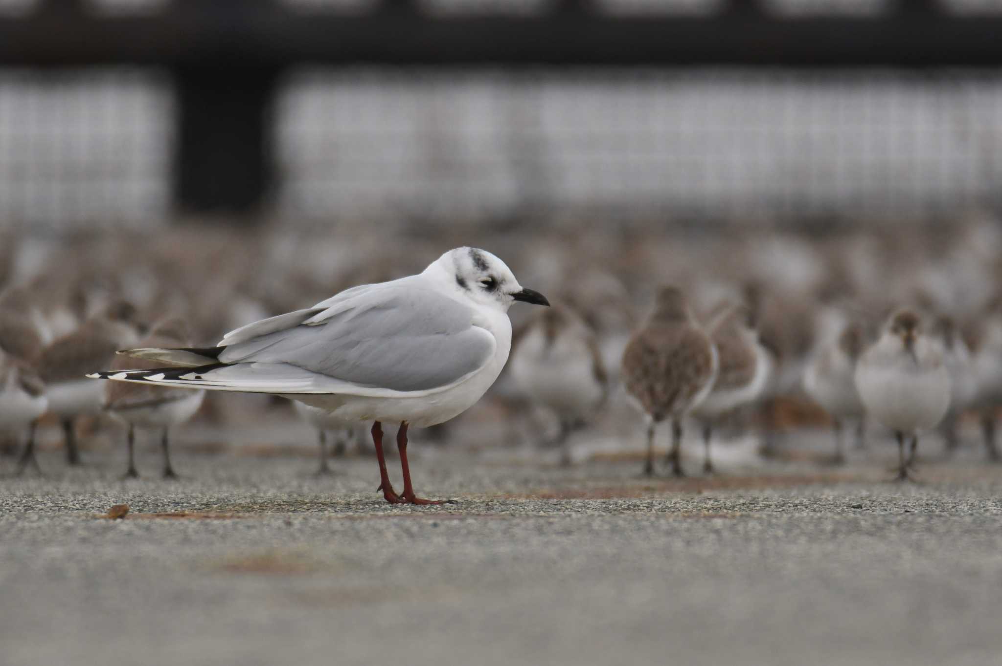 Saunders's Gull