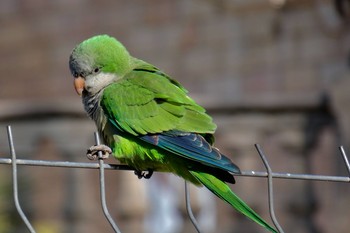 オキナインコ Barcelona,spain 2018年3月3日(土)