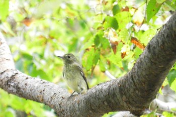 キビタキ 尼崎市農業公園 2023年9月23日(土)