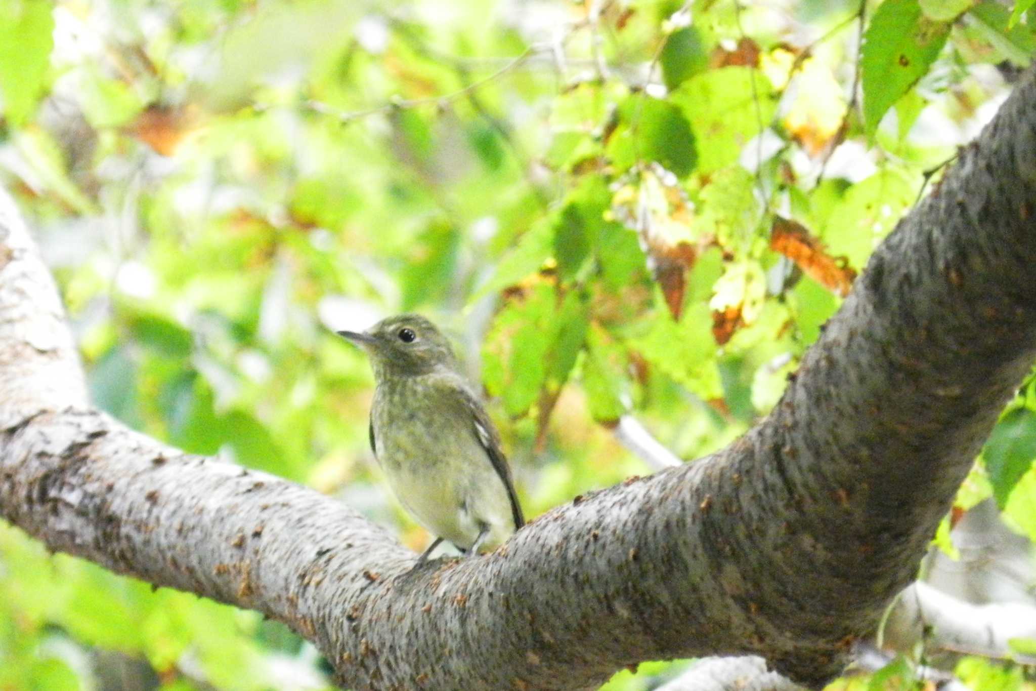 Narcissus Flycatcher