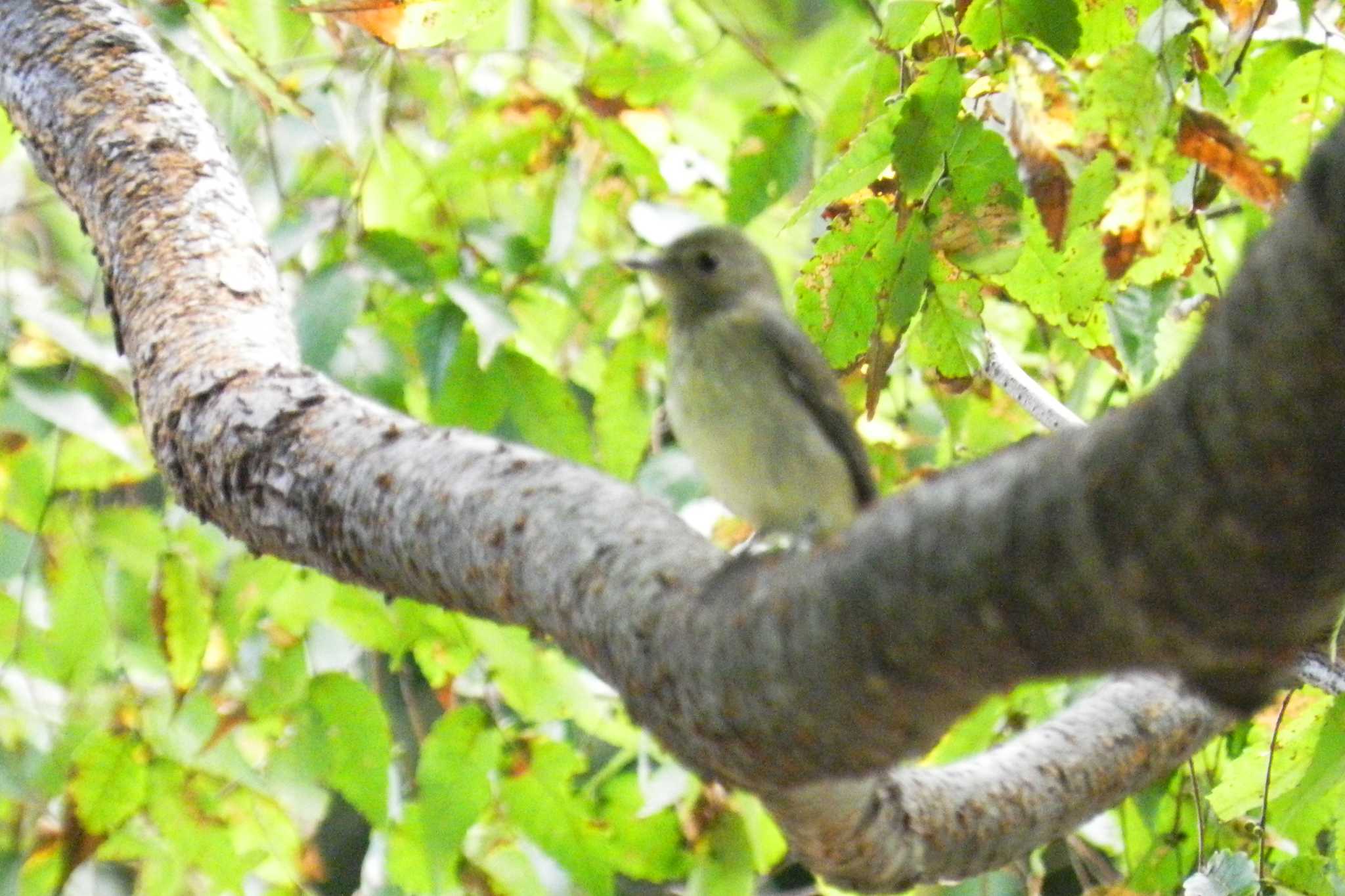 Narcissus Flycatcher