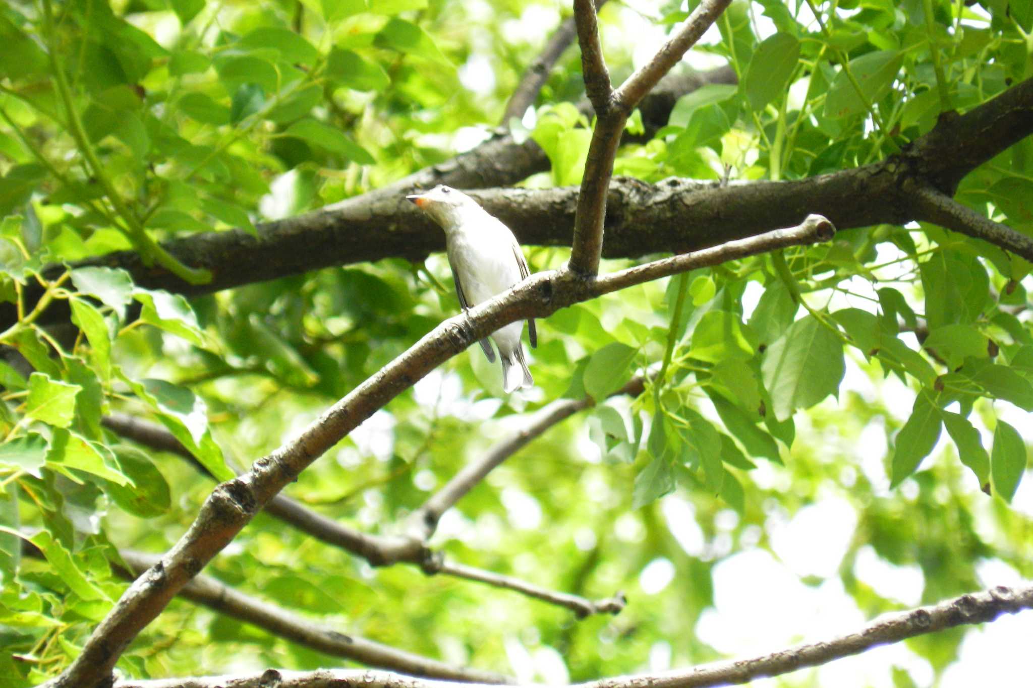 Asian Brown Flycatcher