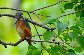 2023年9月23日(土) 千里南公園の野鳥観察記録