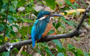 Common Kingfisher Osaka Tsurumi Ryokuchi Sat, 9/23/2023