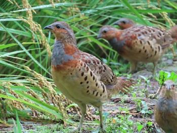 Chinese Bamboo Partridge 寺家ふるさと村 Sat, 9/23/2023