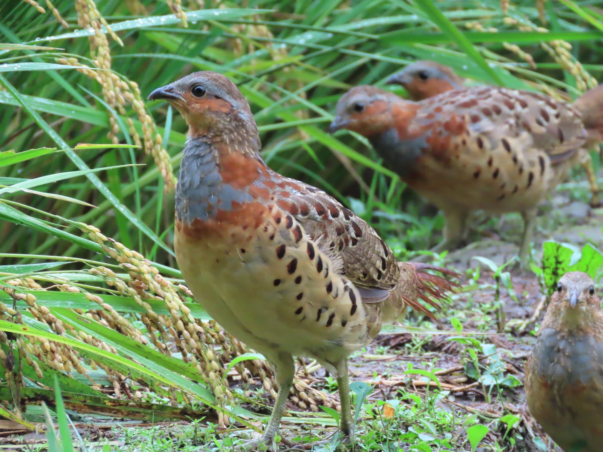 Photo of Chinese Bamboo Partridge at 寺家ふるさと村 by Sammy Tan