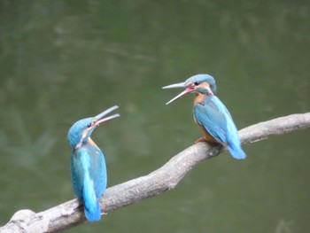 Common Kingfisher 横浜市 Fri, 9/22/2023