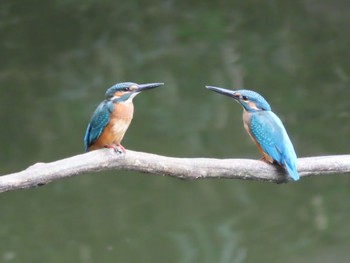 Common Kingfisher 横浜市 Fri, 9/22/2023