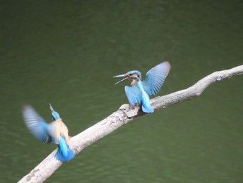 Common Kingfisher 横浜市 Fri, 9/22/2023