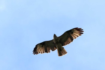 Eastern Buzzard ひるがの高原(蛭ヶ野高原) Sat, 9/23/2023