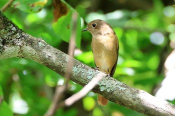 Daurian Redstart ひるがの高原(蛭ヶ野高原) Sat, 9/23/2023